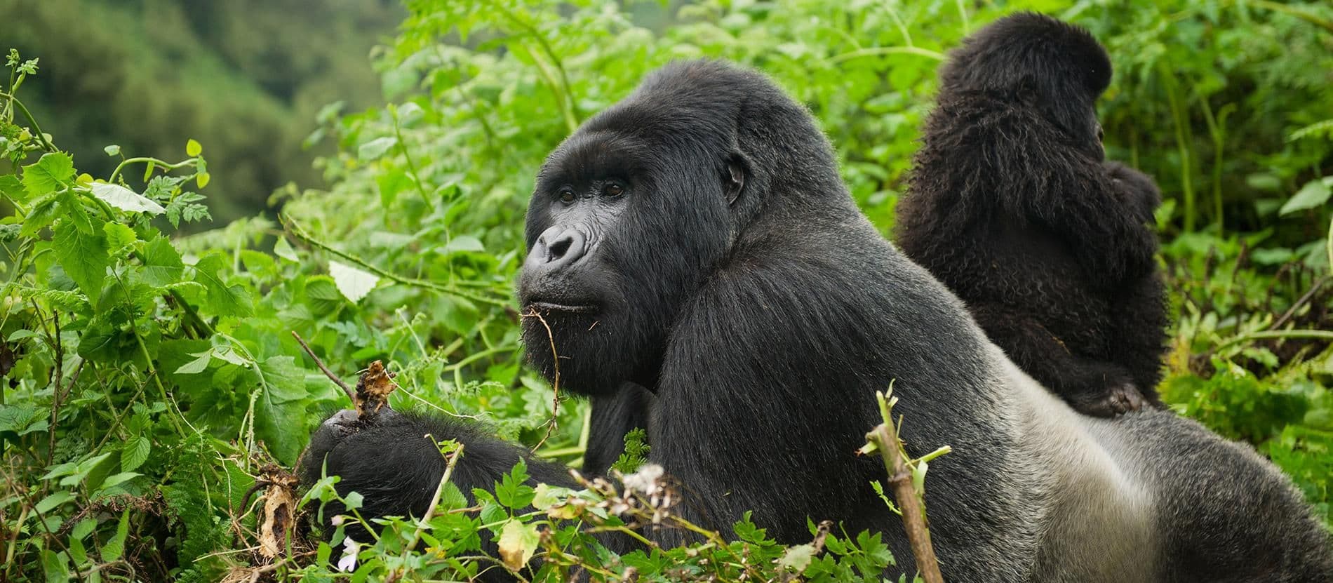 Great Apes to Great Plains: Rwanda and Kenya