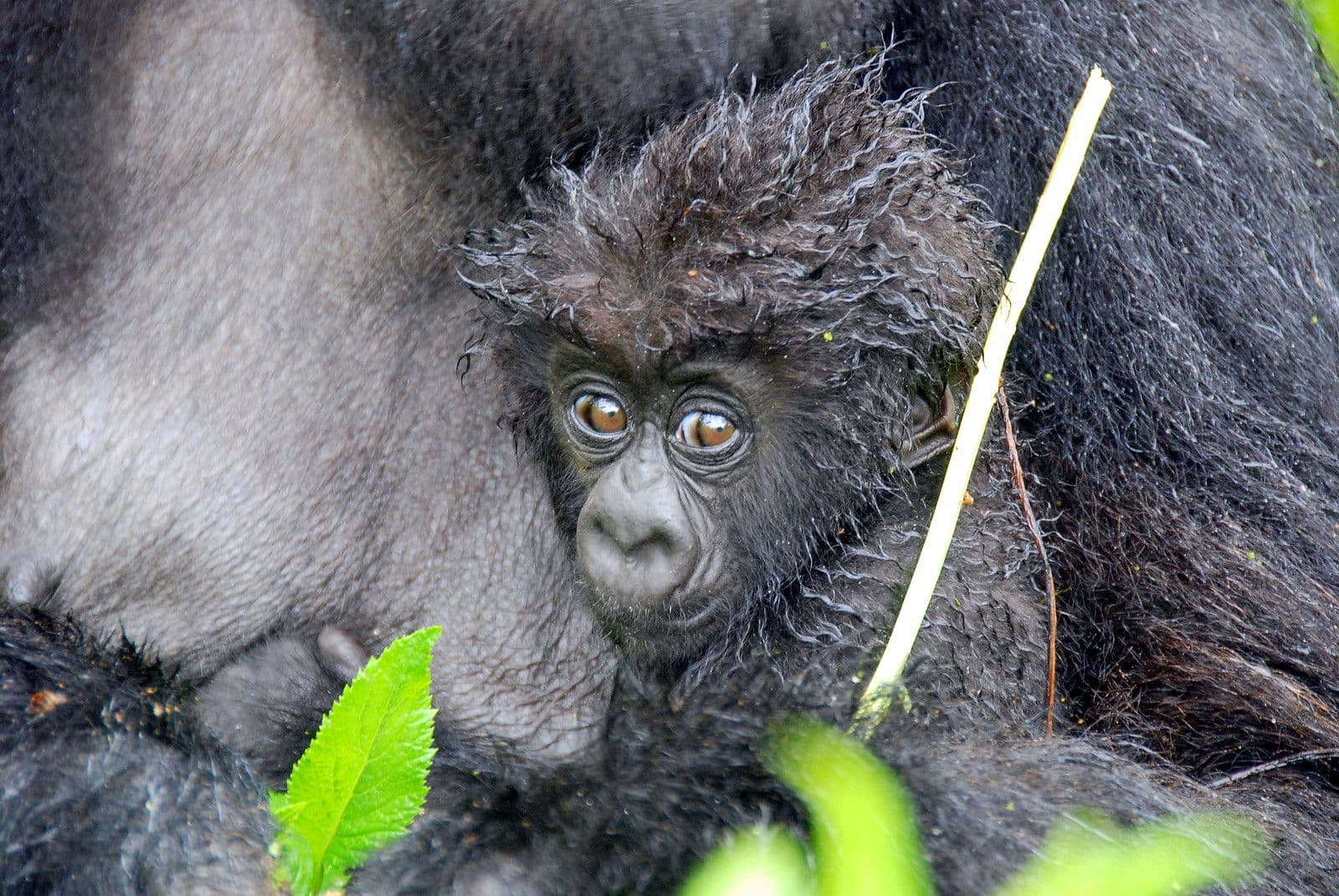 Primates & Peaks: Uganda to Rwanda