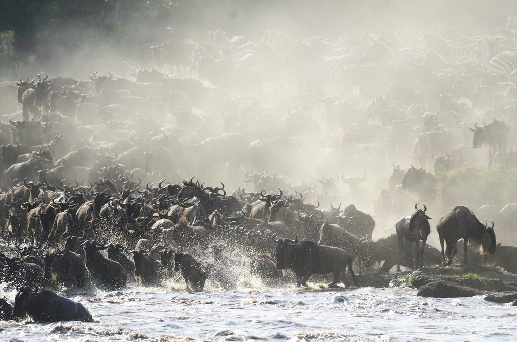Migration taking place in Masai Maraa